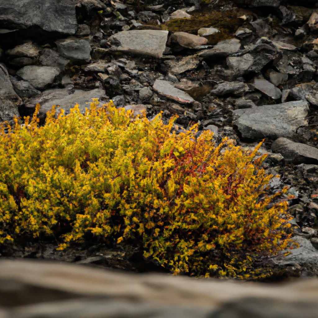 discover the rare and unique plant species that thrive in the harsh environment of antarctica. from tiny mosses to hardy lichens, explore the surprising diversity of antarctic flora.